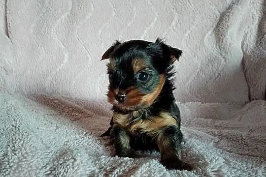 Sprzedam szczenięta Yorkshire Terrier, Zachodniopomorskie, Tanowo