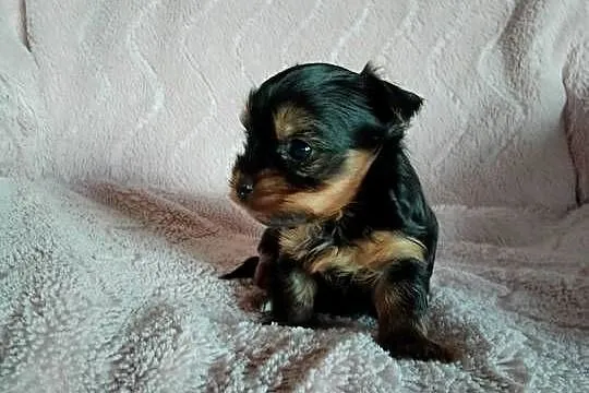 Sprzedam szczenięta Yorkshire Terrier, Zachodniopomorskie, Tanowo