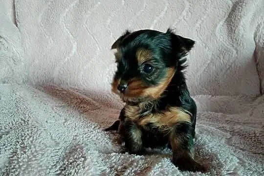 Sprzedam szczenięta Yorkshire Terrier, Zachodniopomorskie, Tanowo