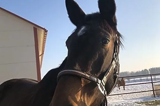 4 letnia klacz do skoków, , 