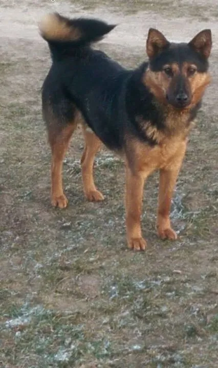 Borys, młody idealny pies, kujawsko-pomorskie By