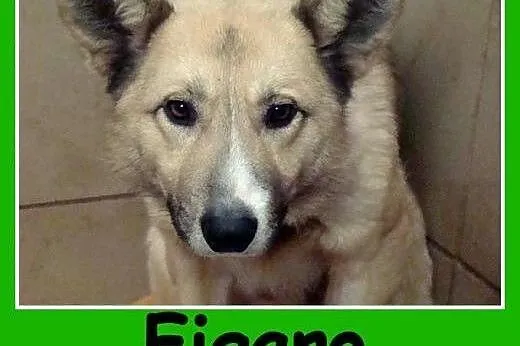 Średni ,1,5 roczny, do domu z ogródkiem,psiak FIGA