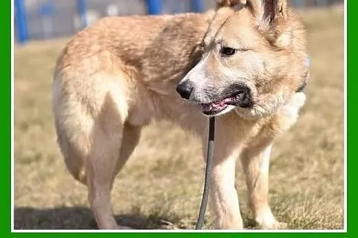 Średni ,1,5 roczny, do domu z ogródkiem,psiak FIGA