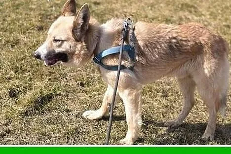 Średni ,1,5 roczny, do domu z ogródkiem,psiak FIGA