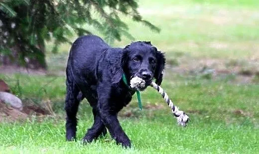 Spaniel Lucky wypatruje domu..., dolnośląskie Wro