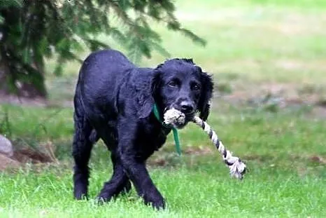 Spaniel Lucky wypatruje domu..., dolnośląskie Wrocław