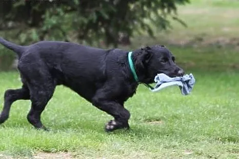 Spaniel Lucky wypatruje domu...,  dolnośląskie Wro
