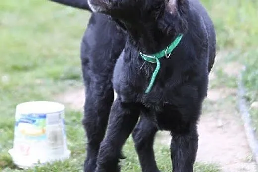 Spaniel Lucky wypatruje domu...,  dolnośląskie Wro