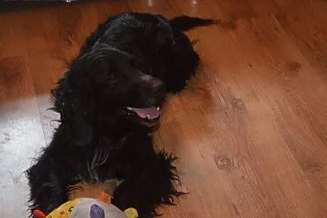 Spaniel Lucky wypatruje domu...,  dolnośląskie Wro
