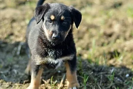 Urocze, przyjazne SZCZENIĘTA, cudne maluszki do adopcji!,  Kundelki cała Polska