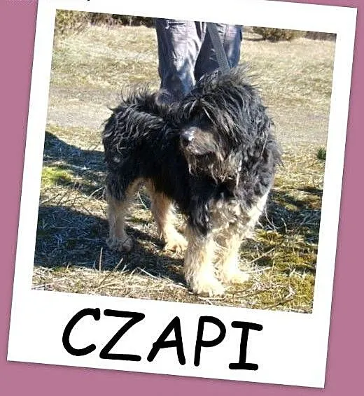 CZAPI PON mix,średni, przyjazny kudłacz,wesoły,tow
