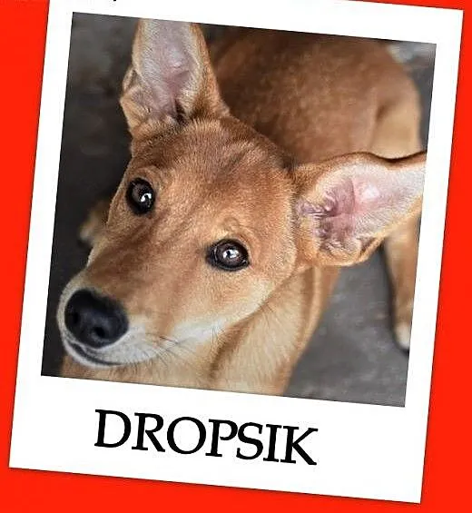 DROPSIK prosi o dom !!!,szczeniaczek 4 m-ce,rezolutny,przyjazny psiak.Adopcja., śląskie Katowice, Śląskie, Katowice