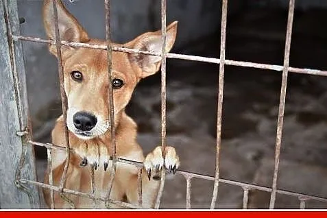 DROPSIK prosi o dom !!!,szczeniaczek 4 m-ce,rezolutny,przyjazny psiak.Adopcja.,  śląskie Katowice, Śląskie, Katowice