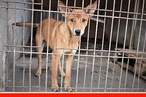DROPSIK prosi o dom !!!,szczeniaczek 4 m-ce,rezolutny,przyjazny psiak.Adopcja.,  śląskie Katowice, Śląskie, Katowice