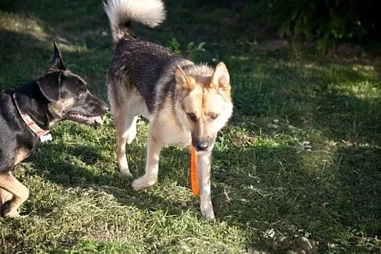 Łagodny, spokojny Płonek - mini owczarek do adopcji!