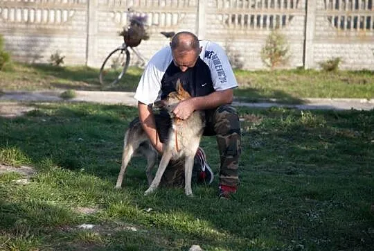 Łagodny, spokojny Płonek - mini owczarek do adopcj