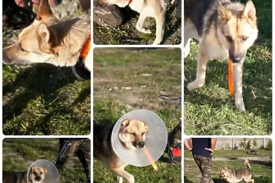 Łagodny, spokojny Płonek - mini owczarek do adopcj