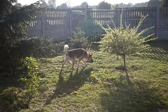 Łagodny, spokojny Płonek - mini owczarek do adopcj