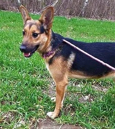 AMELKA - 6 miesięczna mini owczarka błaga o dom!, mazowieckie Warszawa, Mazowieckie, Warszawa