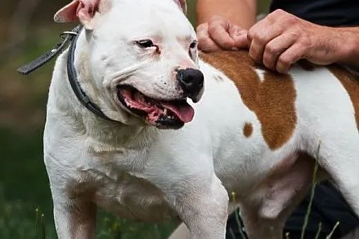 Gomes 7letni amstaff szuka domu,  opolskie Opole