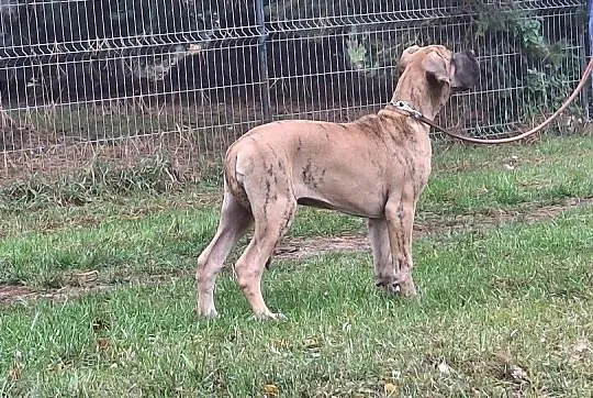 Dog niemiecki - dostępna suczka pręgowana 4 miesiące, Wielkopolskie, Kamieniec