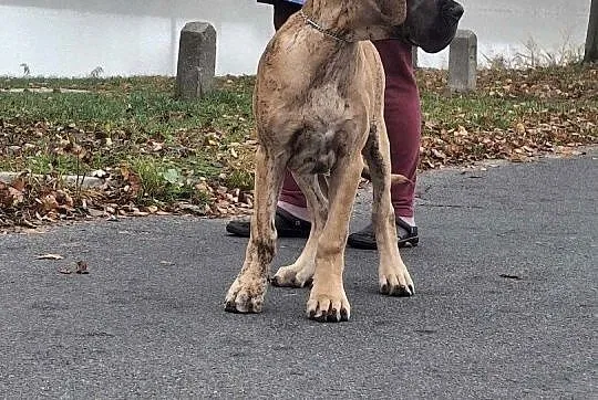 Dog niemiecki - dostępna suczka pręgowana 4 miesiące, Wielkopolskie, Kamieniec