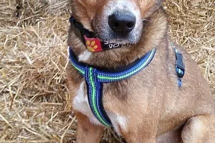 LUIS – adoptuj, uratuj___