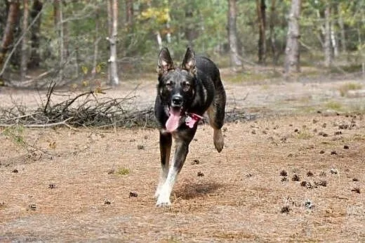 BRUNO-super pies szuka super domu!,  mazowieckie W