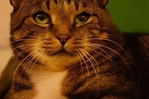 Ok 2 letnia kotka MARLENKA szuka domku,  mazowieck