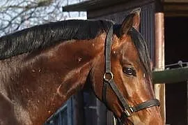 Beautiful young gelding ideal for smale multitalen
