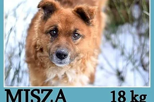 18 kg, wesoły, towarzyski, przyjazny, puchaty psiak MISZA.Adopcja,  dolnośląskie Wrocław