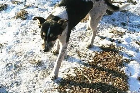 Cytra roczna sunia pilnie szuka domku ocal ją prze