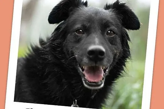 Średni 15 kg, 5 lat,grzeczny,kontaktowy,przyjazny pies CZARLI_Adopcja_