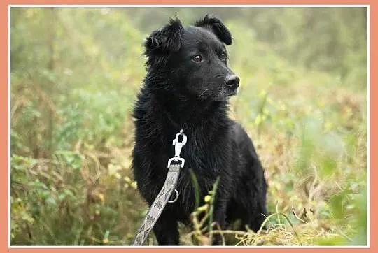Średni 15 kg, 5 lat,grzeczny,kontaktowy,przyjazny 