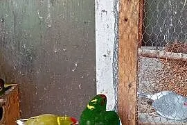 Sprzedam papugi