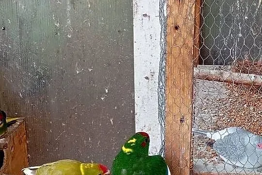 Sprzedam papugi