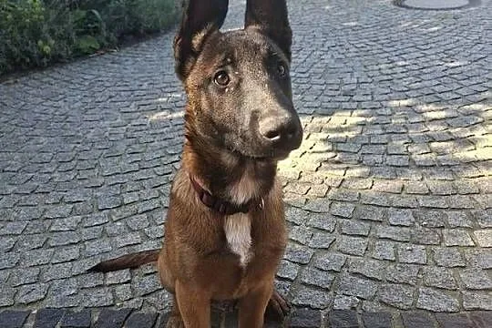 Owczarek belgijski malinois!!