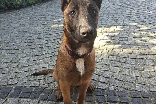 Owczarek belgijski malinois!!, Świętokrzyskie, Micigózd
