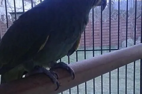amazonka kurika, oswojona