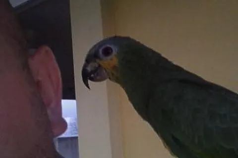 Amazonka kurika, oswojona