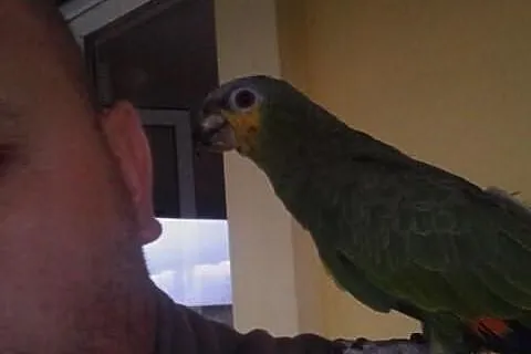 Amazonka kurika, oswojona