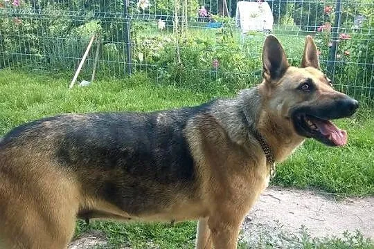 4 letnia SIMBA szuka kochającego domu