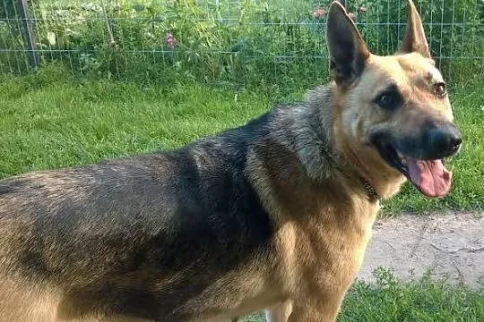 4 letnia SIMBA szuka kochającego domu