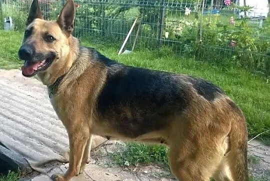 4 letnia SIMBA szuka kochającego domu
