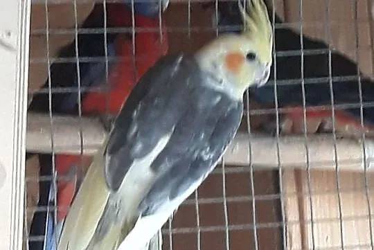 Papuga Nimfa, Tryńcza