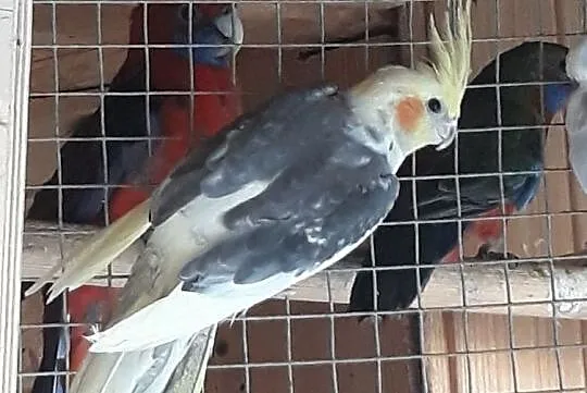 Papuga Nimfa, Tryńcza