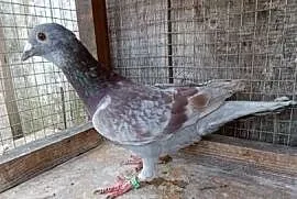 Gołębie