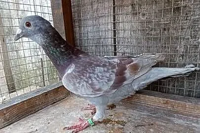 Gołębie