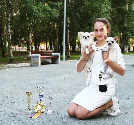 Szczenięta chihuahua, pies i suczka, zaszczepione i posiadają wszystkie dokumenty.