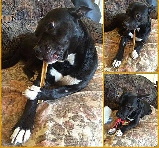 Miki- przyjcielski mix amstaff szuka domu! , mazo